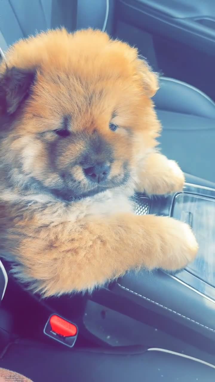 Chow Chow dogs for sale: Pure boy chow chow in Portsmouth - Video 1