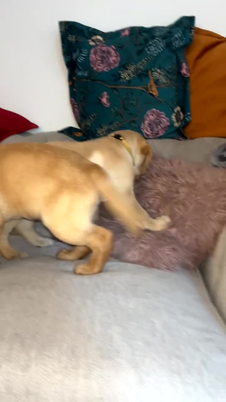 Labrador Retriever dogs for sale: Labrador puppies for sale  - Video 1