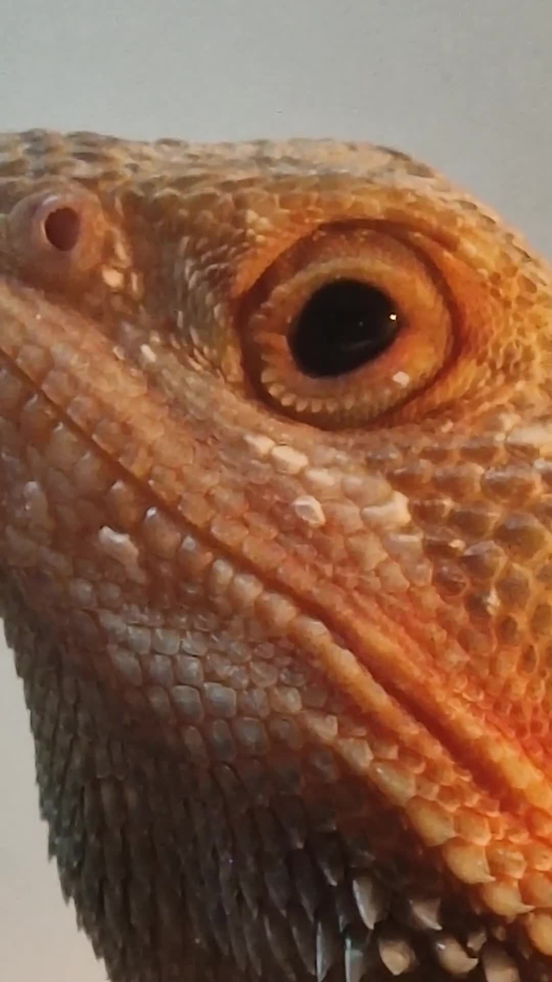 Bearded Dragon reptiles for sale: Hypo trans young bearded dragon and full set up - Video 1