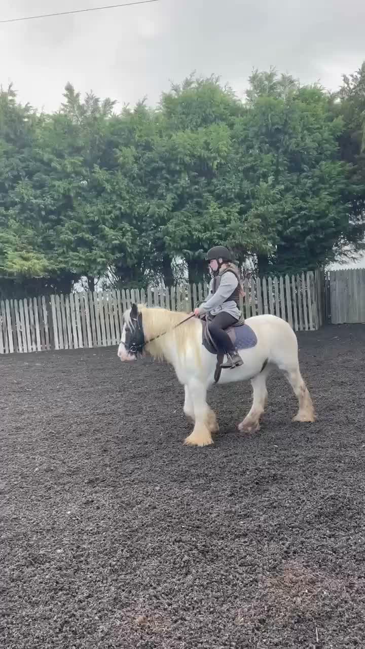 Irish Cob horses for sale: Beautiful poppet - Video 3