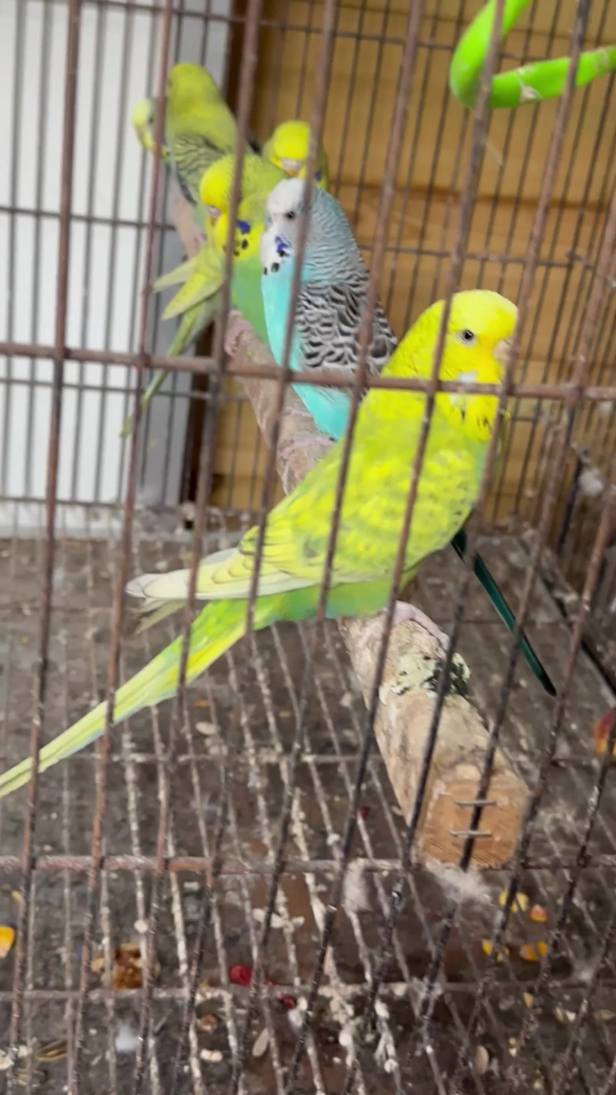 Budgerigars birds for sale: Budgies for sale in Boston - Video 1