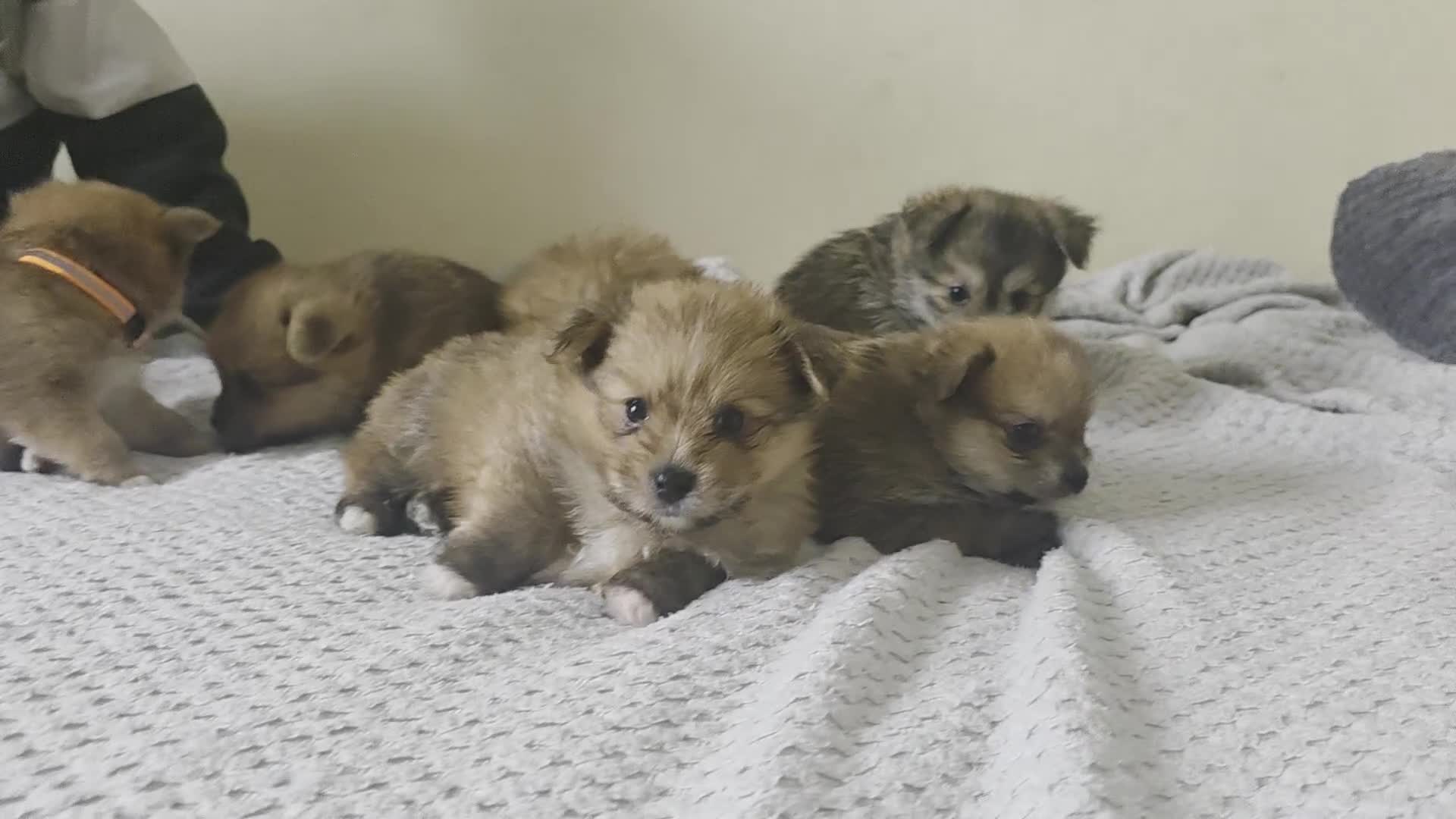Mixed Breed dogs for sale: Yorkie-pom puppies Last boy left! - Video 1