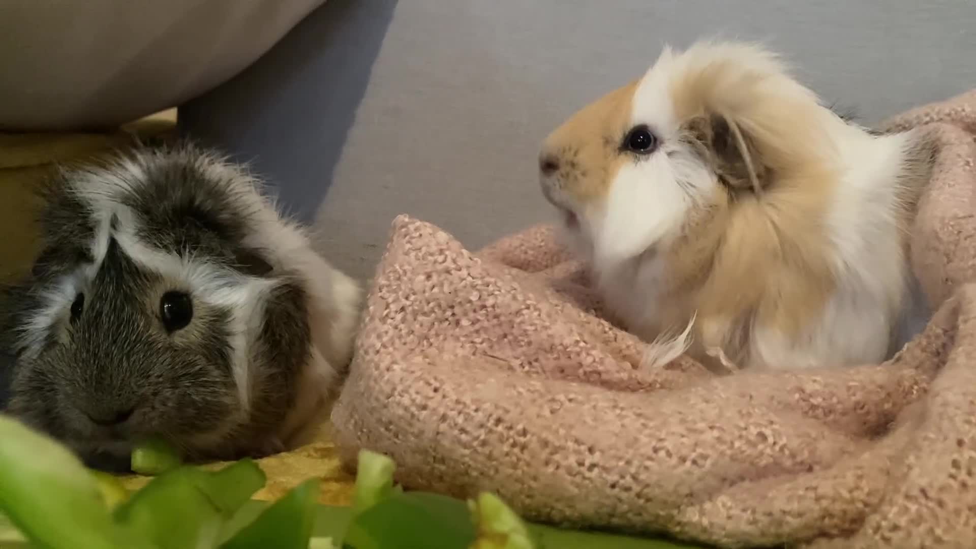 Guinea Pig rodents for sale: Two lovely boars with complete set up - Video 1