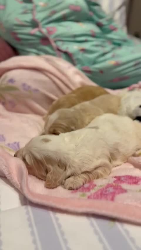 Cocker Spaniel dogs for sale: Show type Cocker spaniel puppies - Video 1