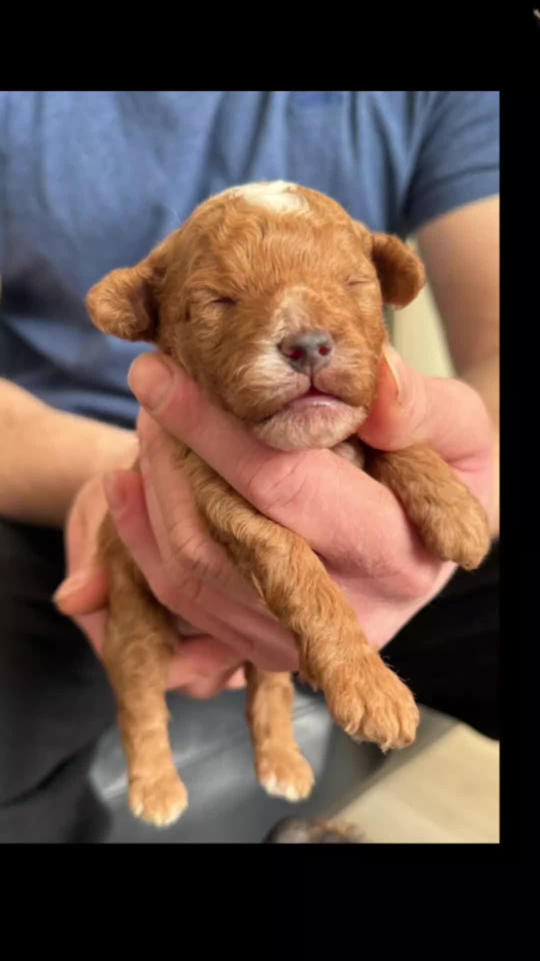 Toy Poodle dogs for sale: Beautiful Red & Phantom Toy Poodle's! KCregistered - Video 1