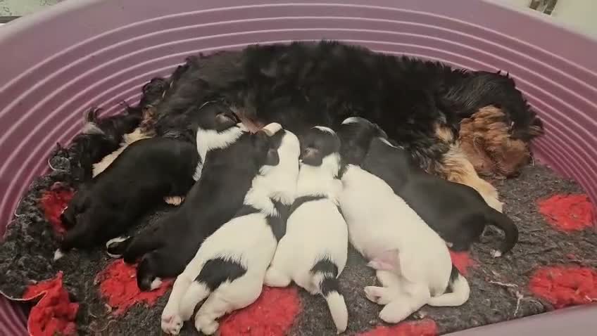 Havanese dogs for sale: Stunning Havanese Puppies - Video 1