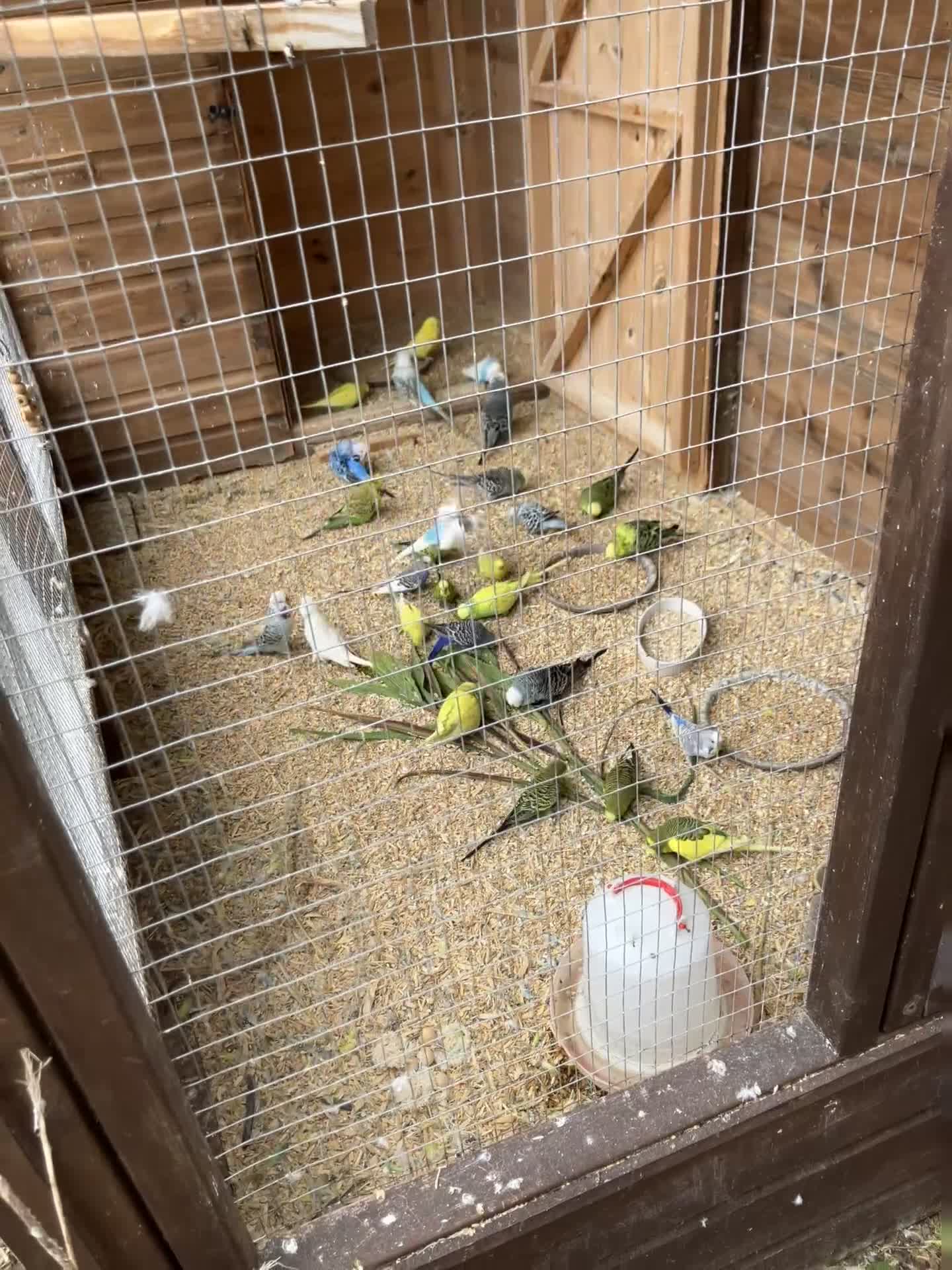 Budgerigars birds for sale: Colour and exhibition Budgies for sale - Video 1