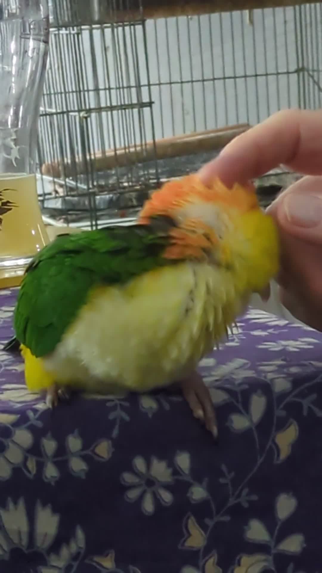 Parrots birds for sale: Yellow headed caiques baby girl very friendly - Video 2