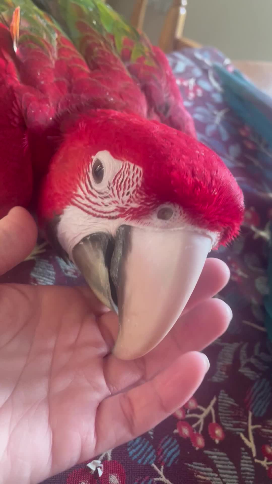 Macaws birds for sale: Baby green winged macaws - Video 1
