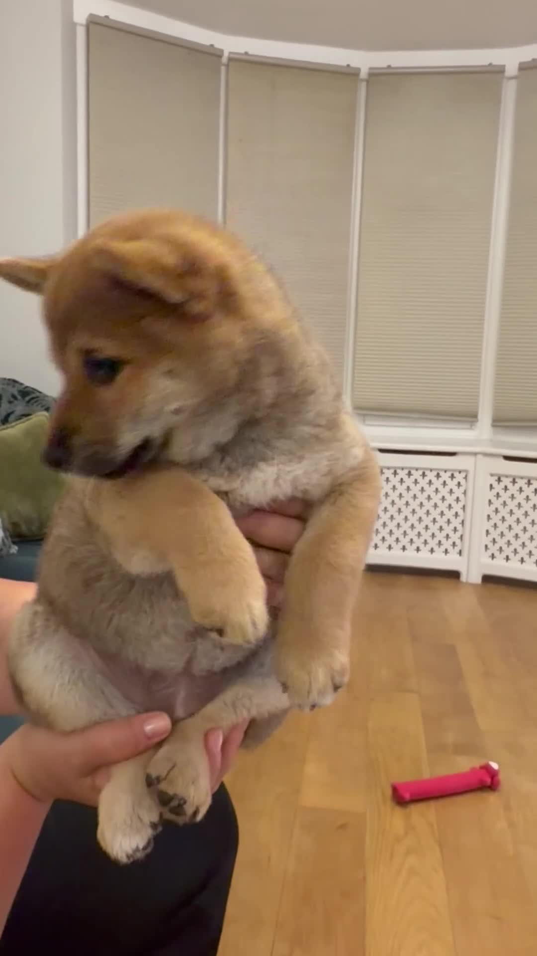 Japanese Shiba Inu dogs for sale: Exceptional Shiba Inu Puppies for Sale in London - Video 4