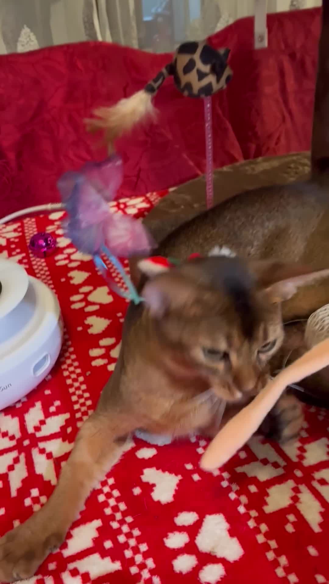 Abyssinian cats for sale: Abyssinian kitten looking for his new forever home - Video 2