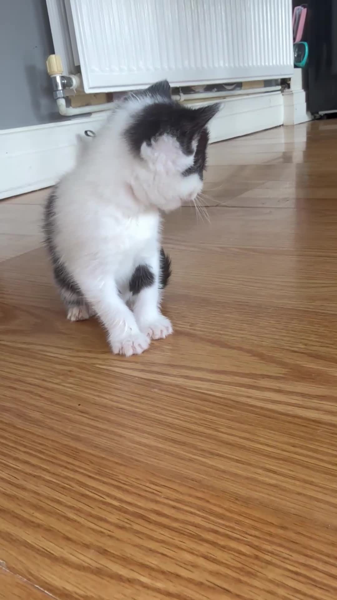 Mixed Breed cats for sale: LAST MALE KITTEN REMAINING - Video 3