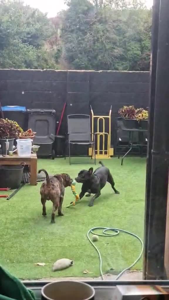 American Bulldog dogs for sale: Two loving dogs available due to medical issues - Video 5