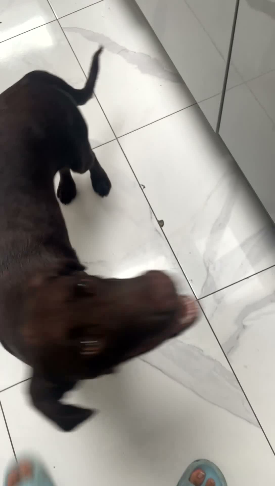 Springador dogs for sale: 6-Month-Old Male Springador – Loving & Friendly - Video 2