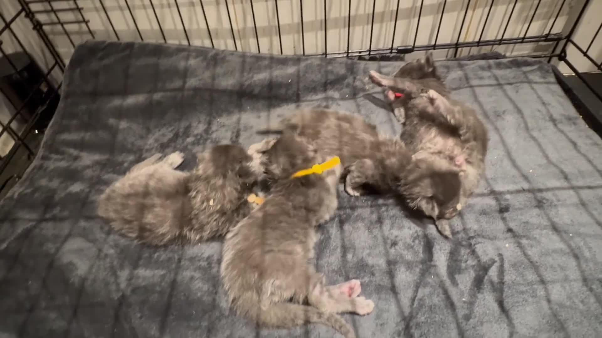 Maine Coon cats for sale: Stunning TICA GCCF Russian Blue Maine Coons - Video 3