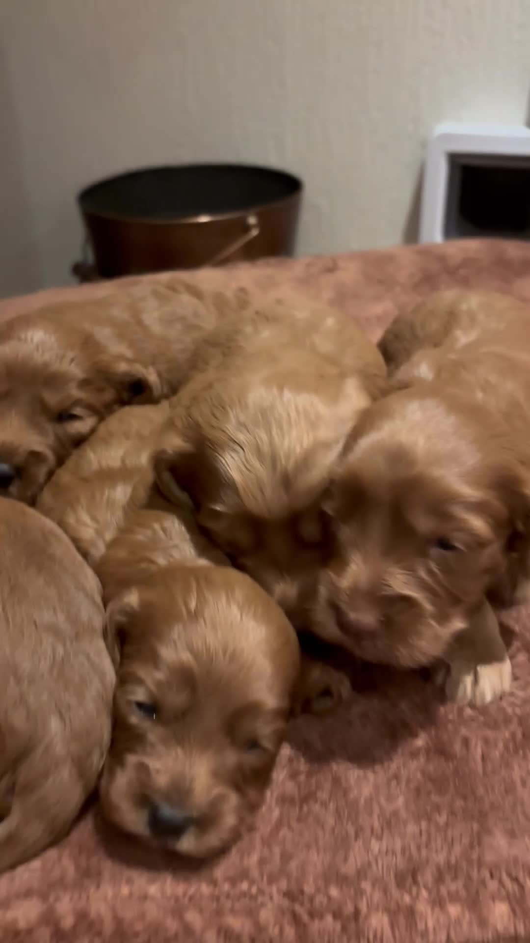 Cockapoo dogs for sale: F1 Cockerpoo Puppies - Video 1