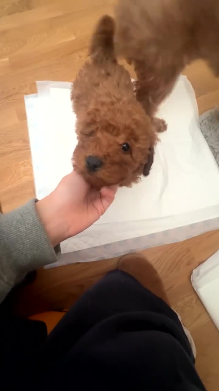 Cockapoo dogs for sale: cockapoo x miniature poodle  ready to leave - Video 1