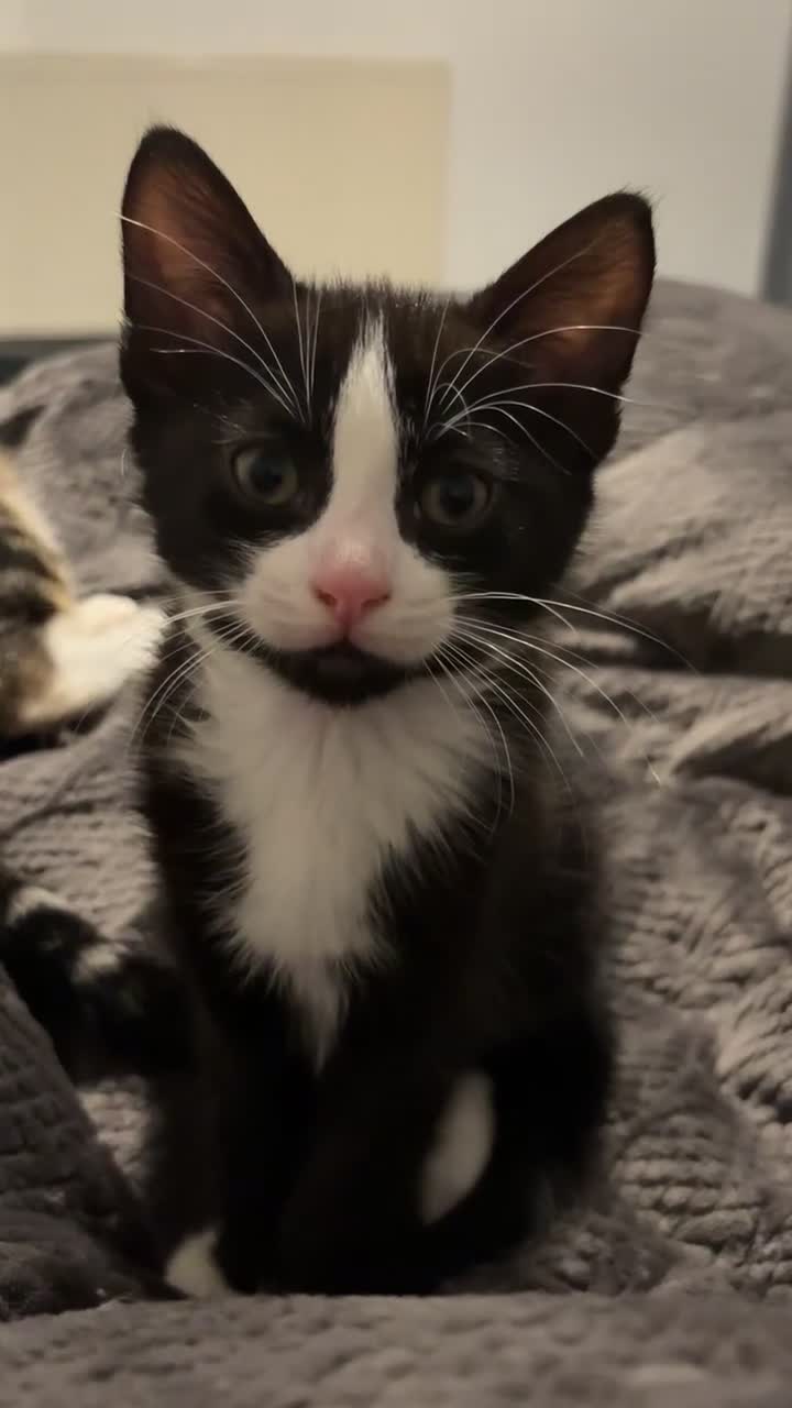 Mixed Breed cats for sale: Kittens for sale  - Video 2