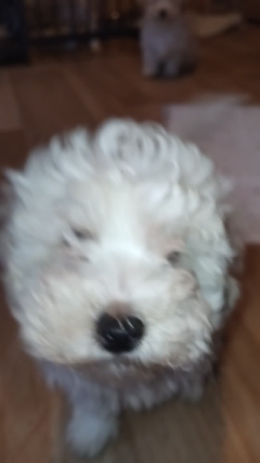 Mixed Breed dogs for sale: Lovely havapoo only 1 Creamy  boy left READY TO GO - Video 2