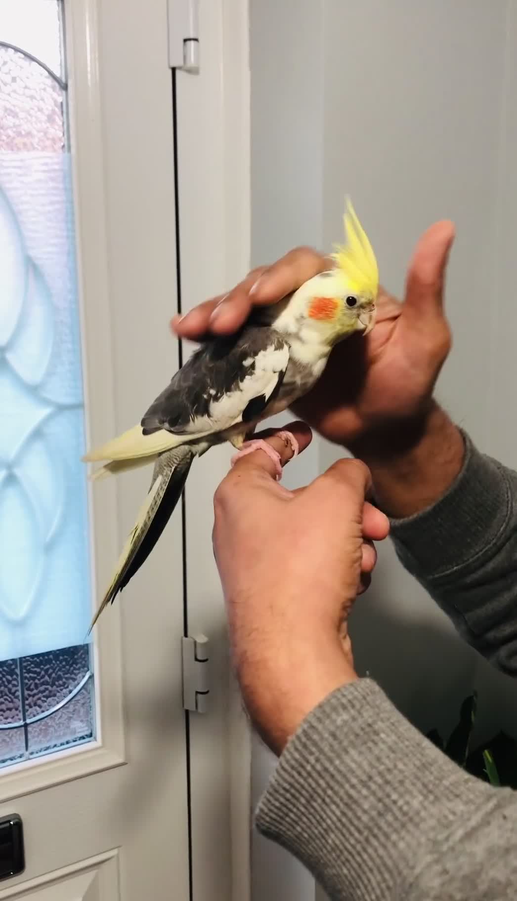 Canaries birds for sale: Beautiful young cockatiels for sale. - Video 2
