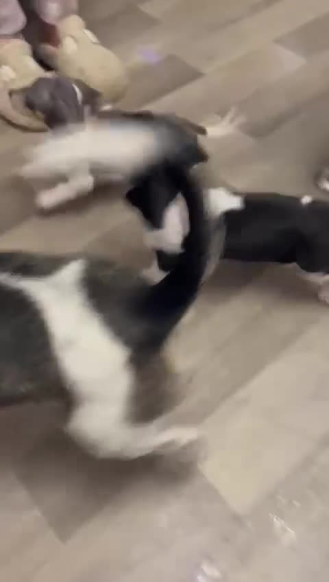 Dachshund dogs for sale: Dachshund X female  - Video 2