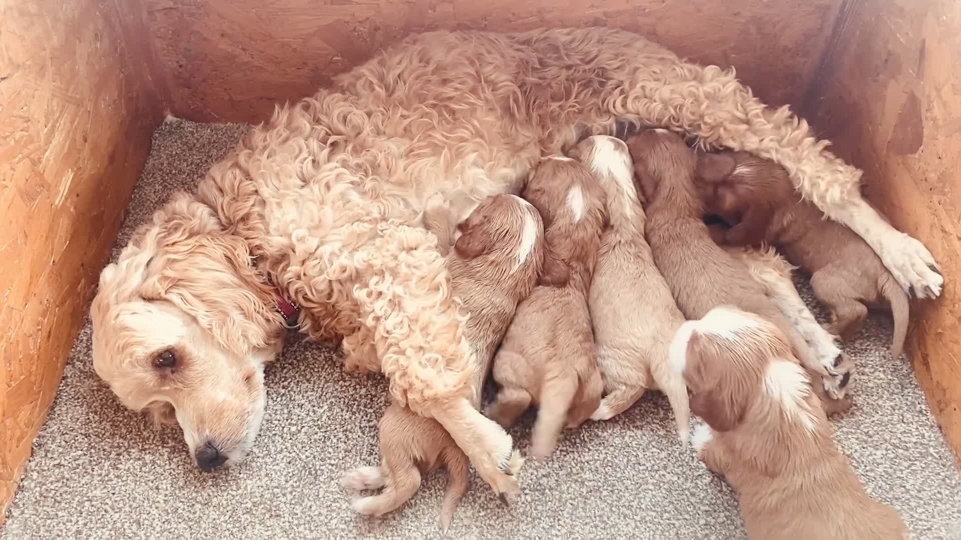 Mixed Breed dogs for sale: We have a litter of cavapoo puppies for sale  - Video 1