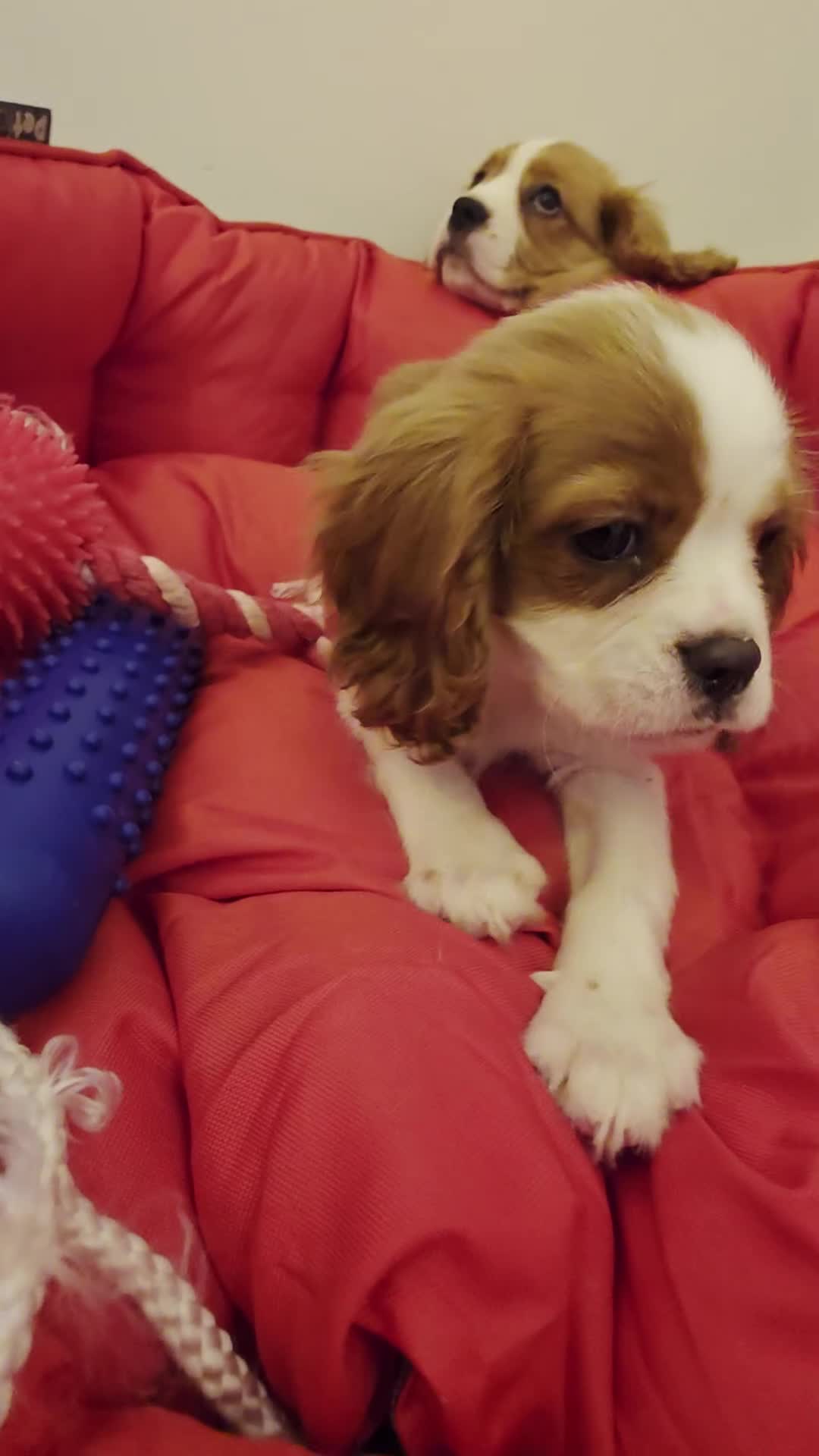 Cavalier King Charles Spaniel dogs for sale: Beautiful Cavalier King Charles Puppies - Video 1