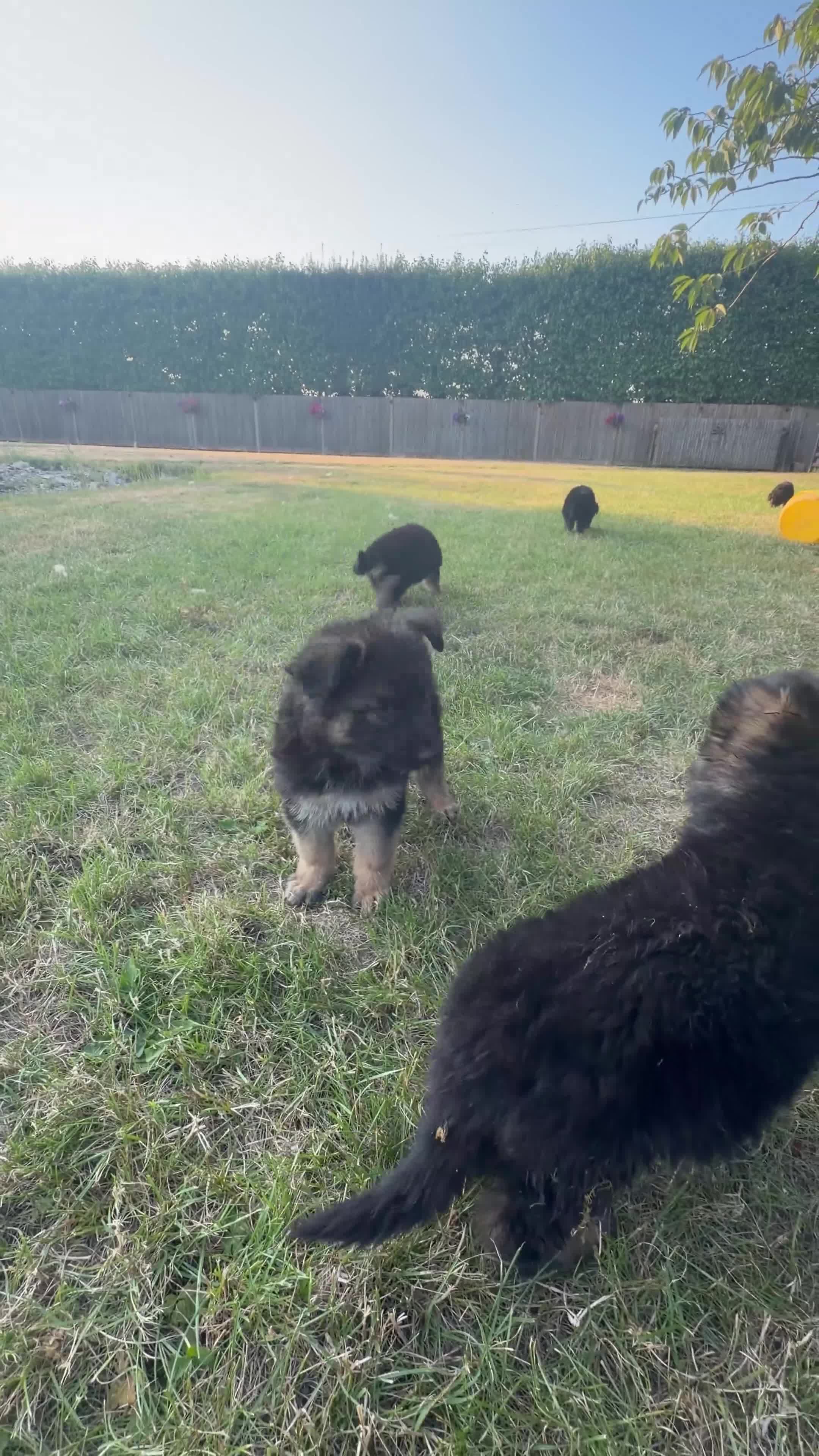 German Shepherd dogs for sale: Beautiful German shepherd puppies - Video 1