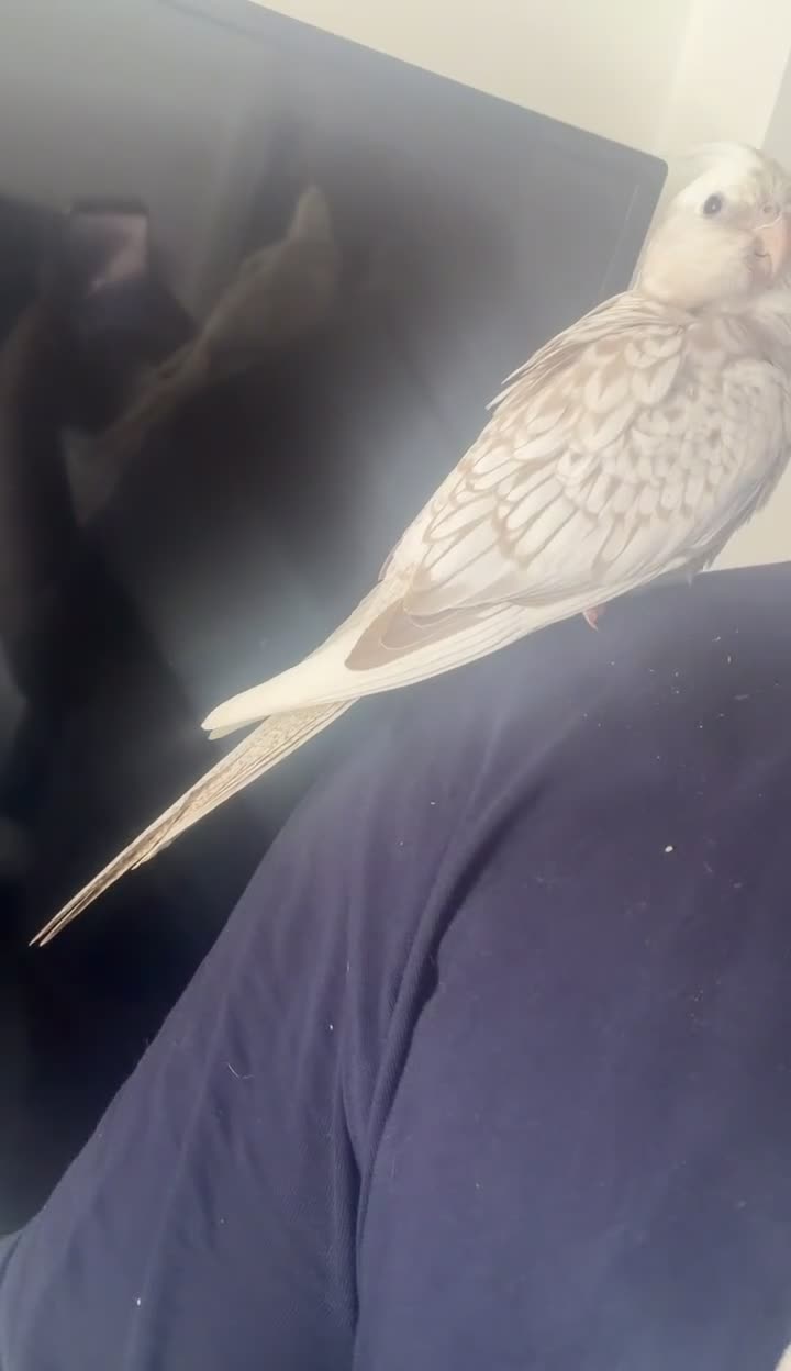 Cockatiels birds for sale: Hand Reared White Pied Baby Cockatiel  - Video 3