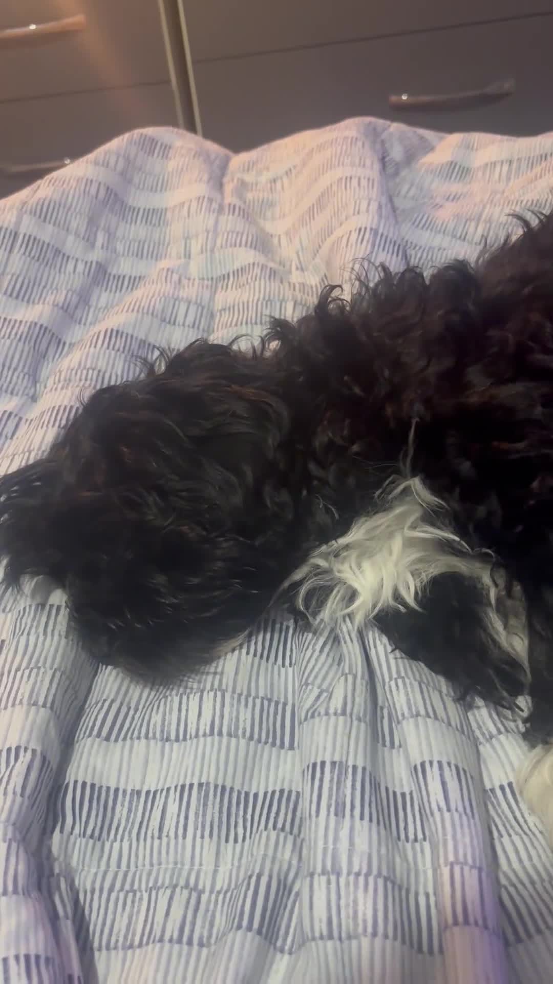 Shihpoo dogs for sale: Shi poo  - Video 1