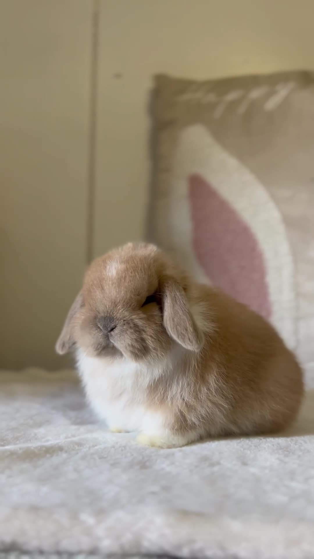 Mini Lop rabbits for sale: Minilop Buck Available  - Video 1