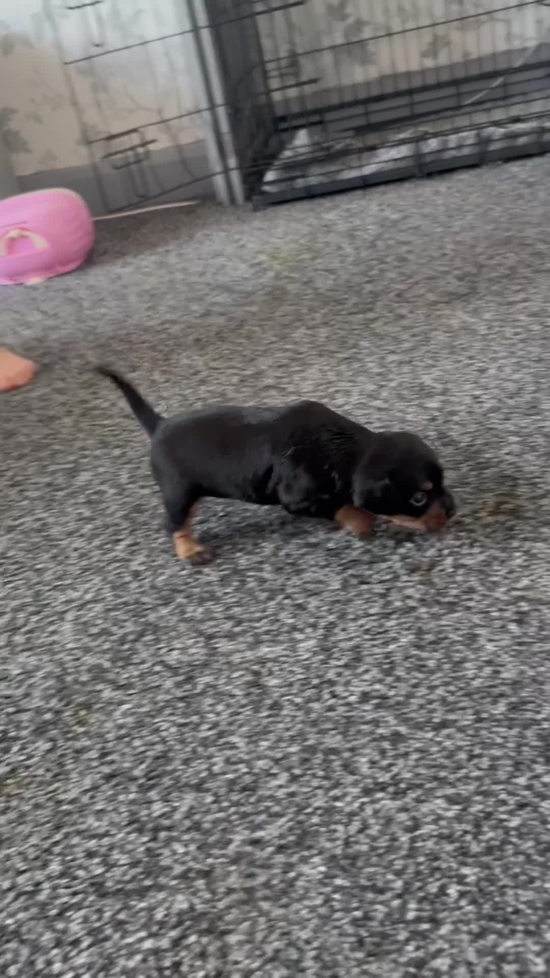 Mixed Breed dogs for sale: French bulldog cross dachsaund - Video 2