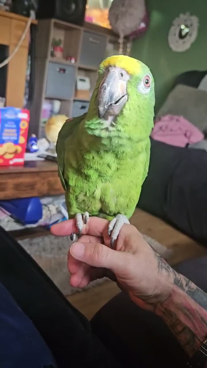 Parrots birds for sale: Yellow-Crowned Amazon Parrot - Video 1