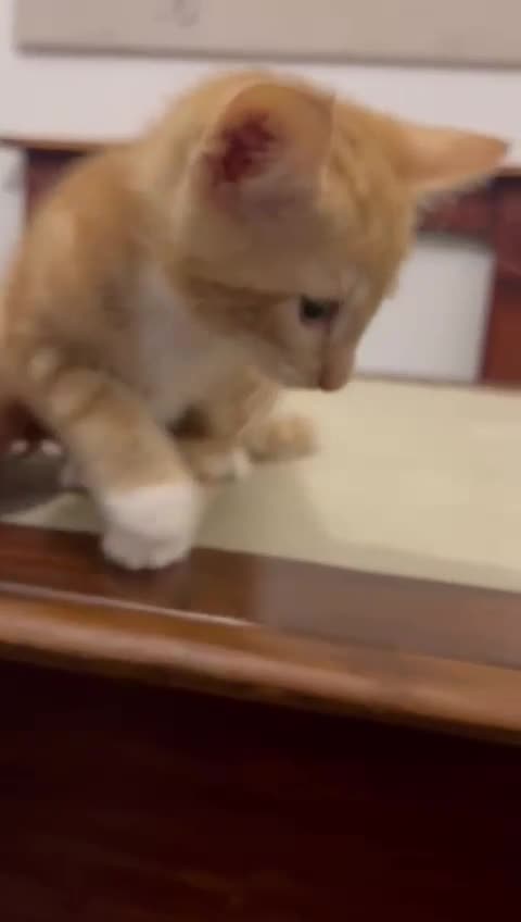 American Shorthair cats for sale: Playful Kittens Looking for Forever Homes - Video 2