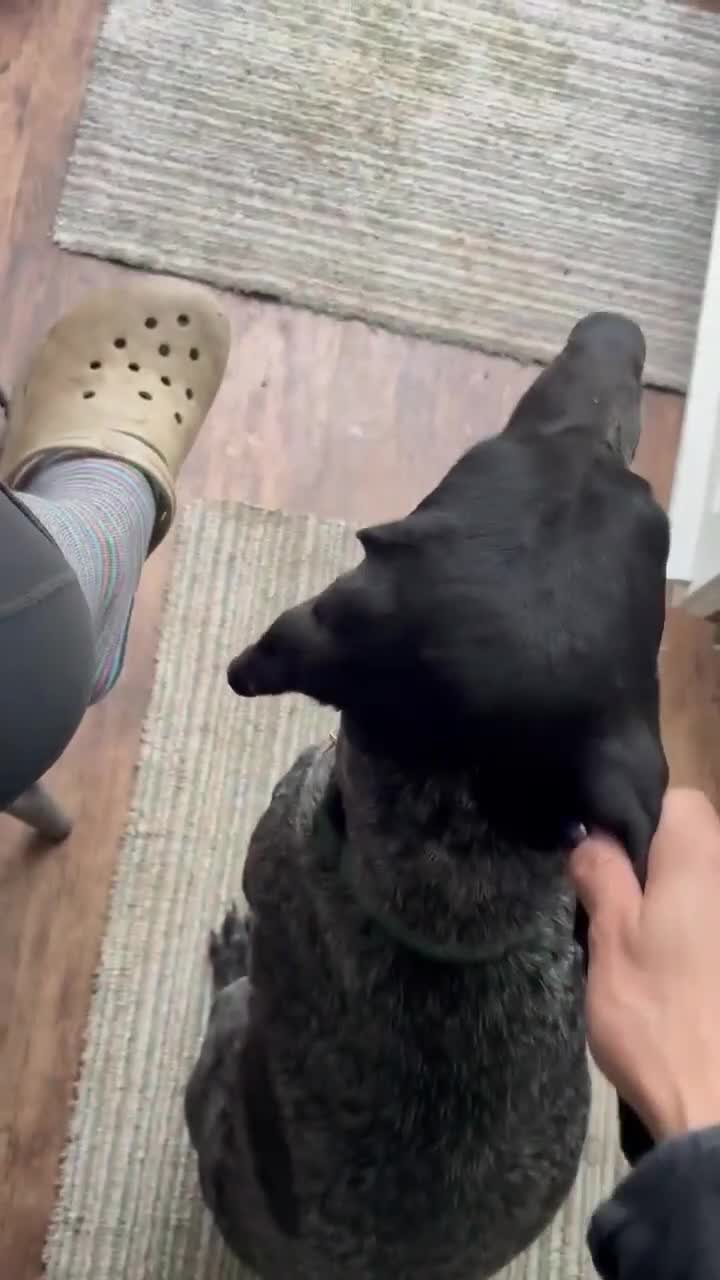 Pointer dogs for adoption: Hope is looking for her forever home  - Video 1