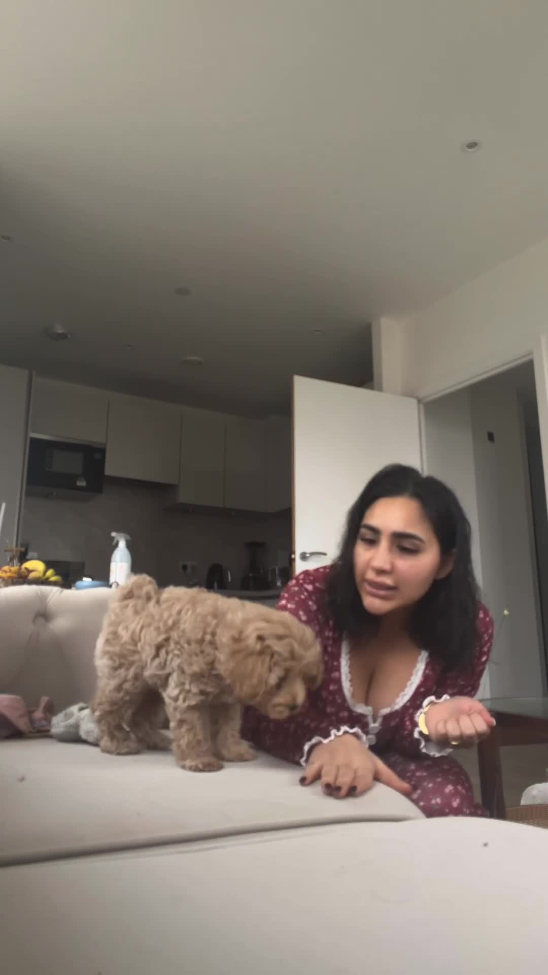 Maltipoo dogs for sale: Maltipoo in London - Video 2