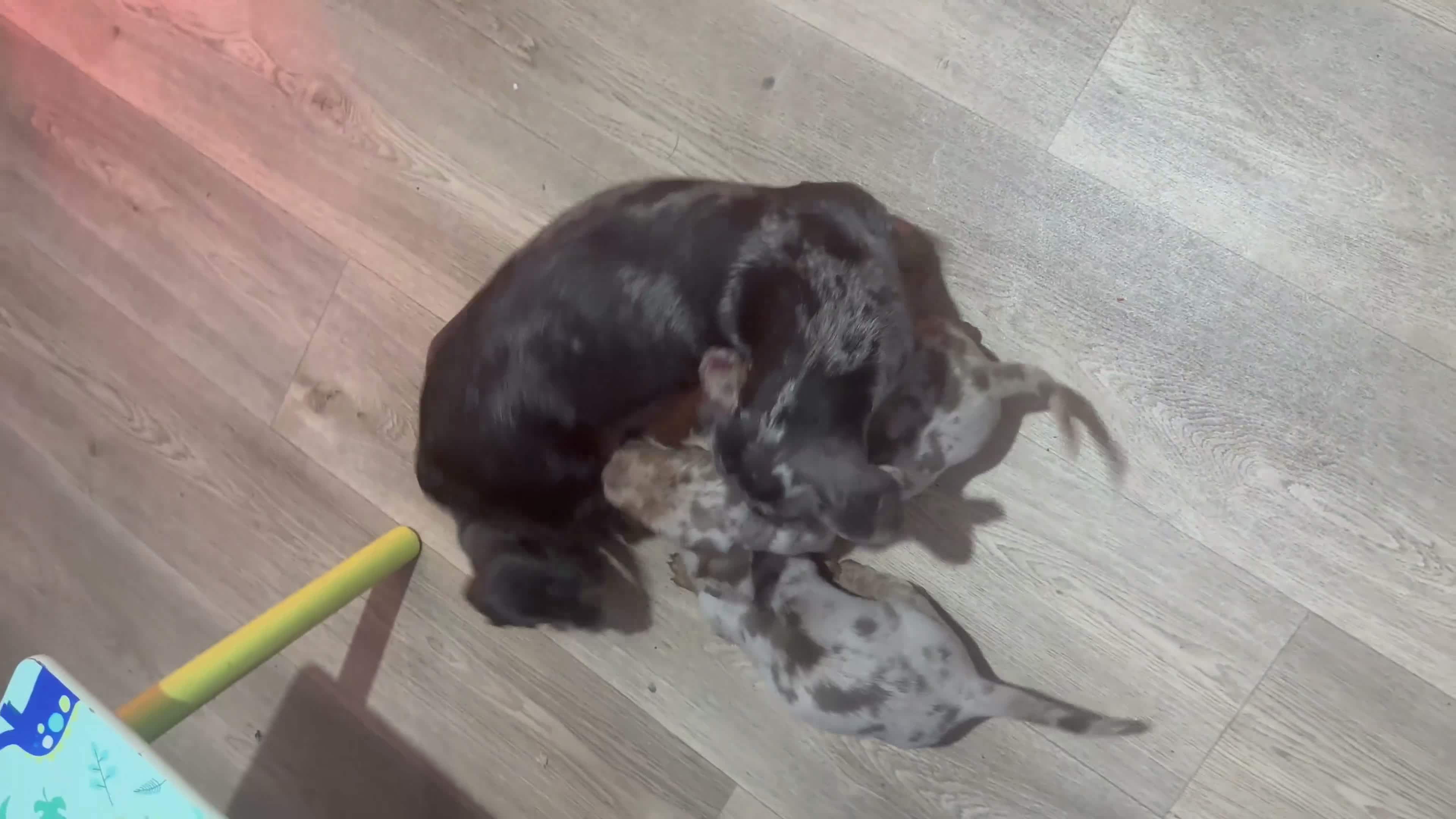 Miniature Dachshund dogs for sale: 🐶🏠 5 Beautiful Miniature Dachshunds 🐶🏠 - Video 1
