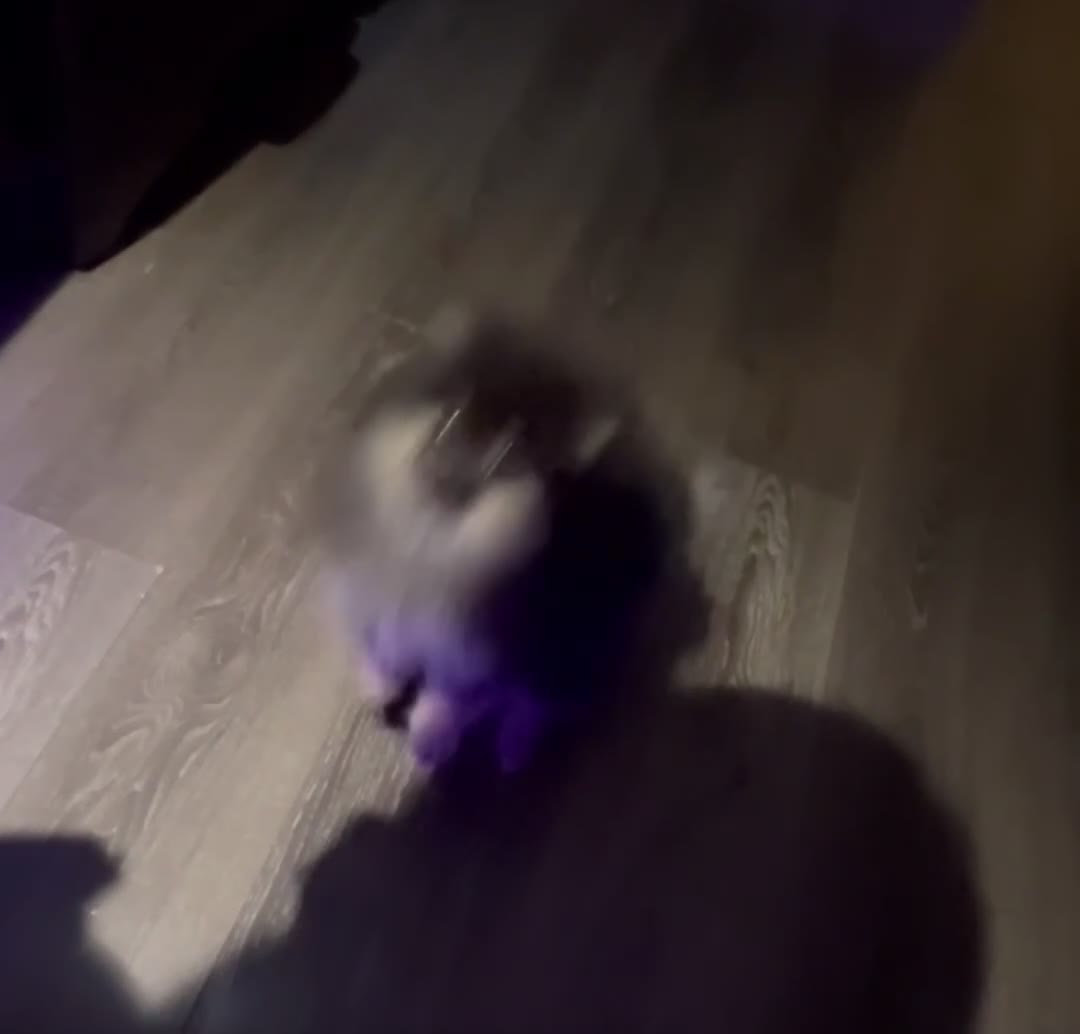 Pomeranian dogs for sale: Stunning Little Pomeranian Boy  - Video 1