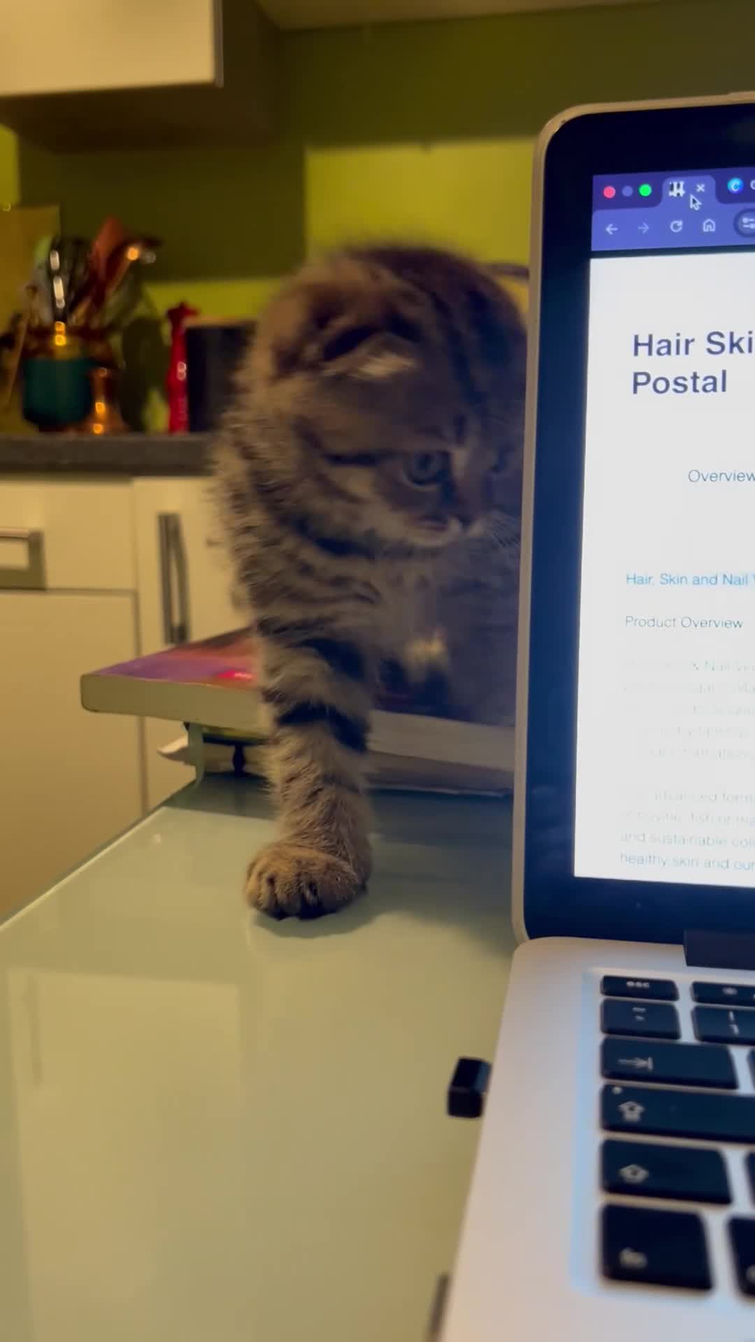 Scottish Fold cats for sale: Adorable Scottish Fold Baby Boy - Video 3