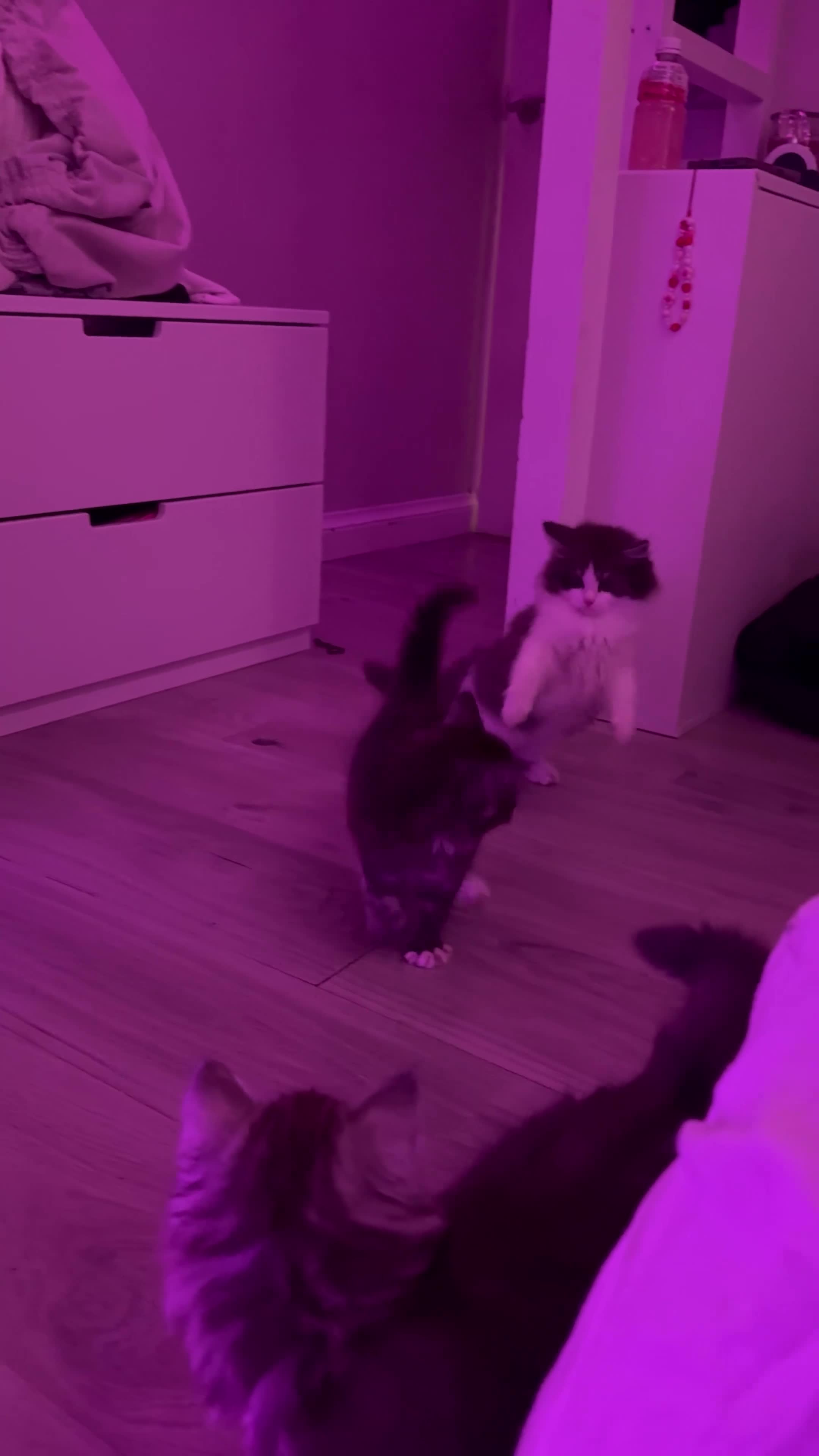 Persian cats for sale: persian x ragdoll kittiens - Video 1