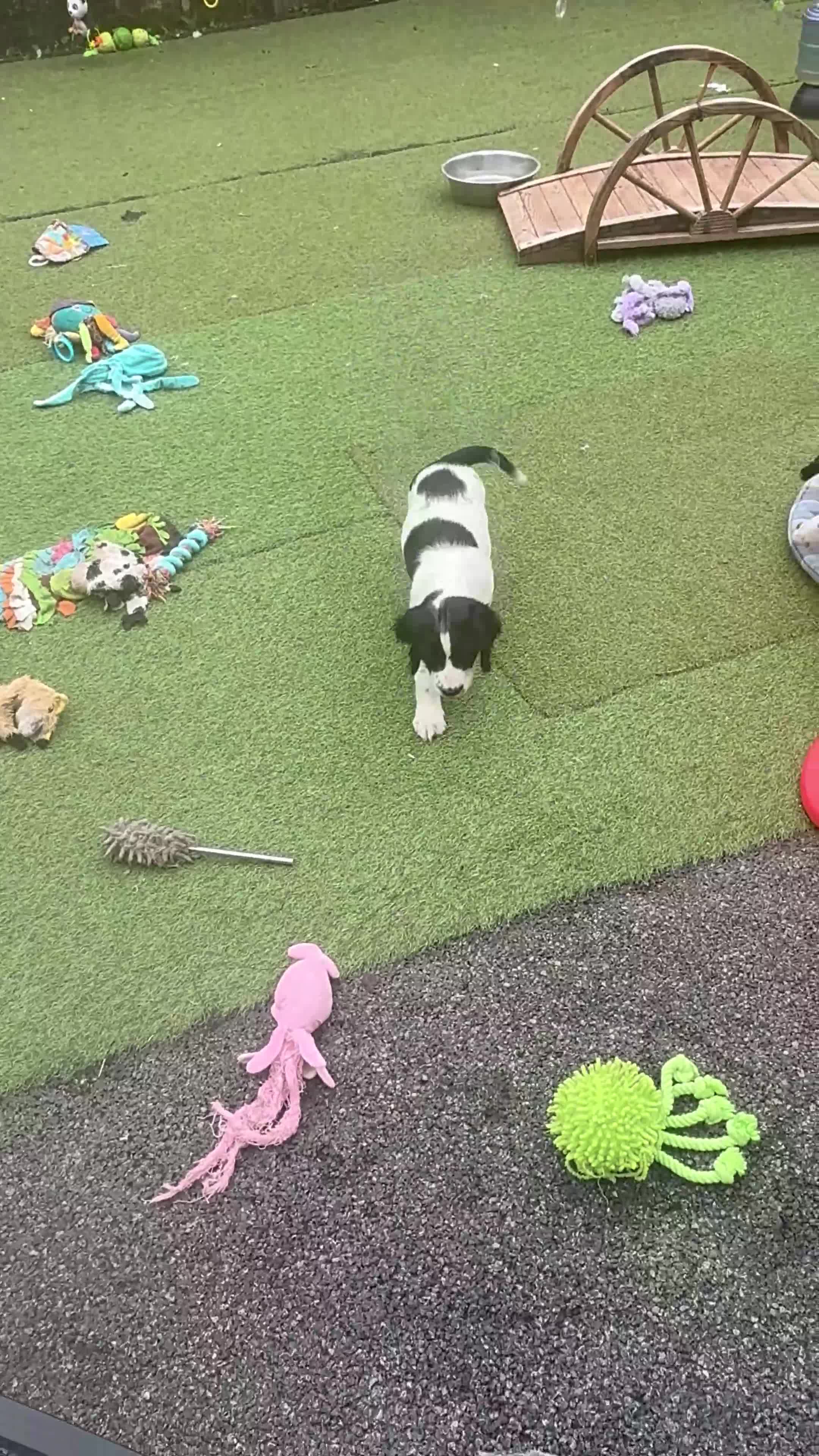 English Springer Spaniel dogs for sale: Kc reg health tested  - Video 1