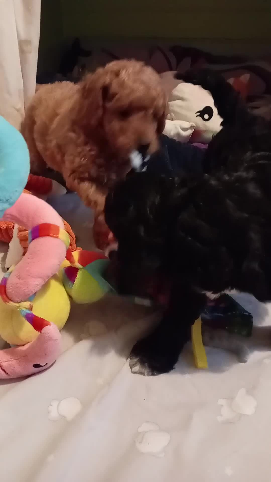 Cockapoo dogs for sale: Cockapoo - Video 1