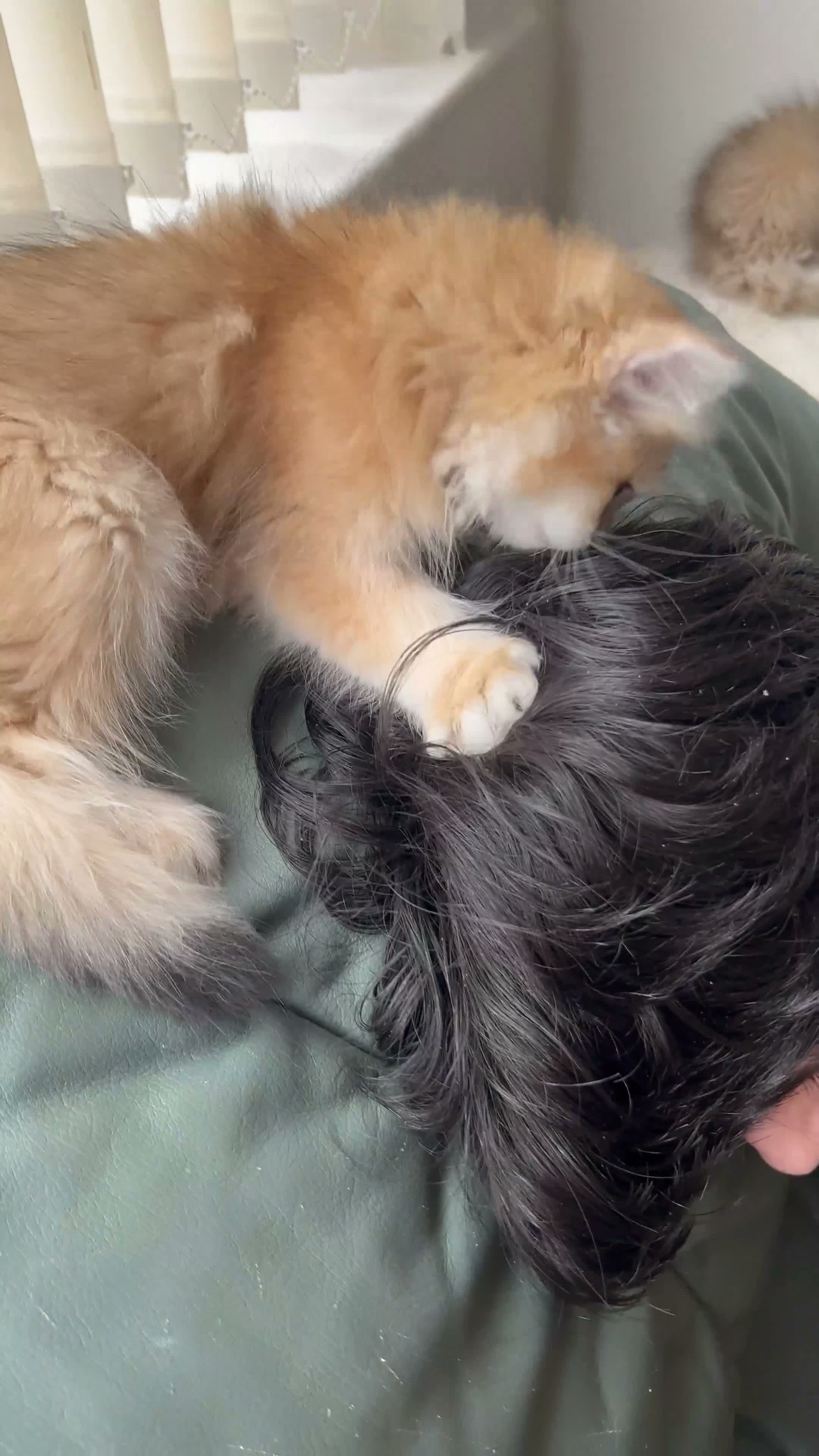 British Longhair cats for sale: 👑Champion Bloodline Registered British Longhair👑 - Video 2