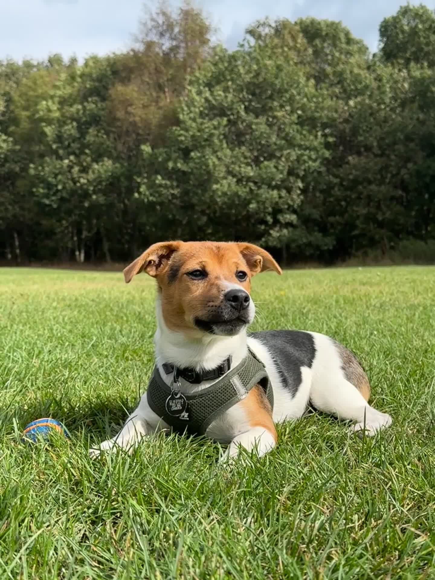 Jack Russell dogs for sale: Jack Russell Terrier boy looking for new home - Video 2