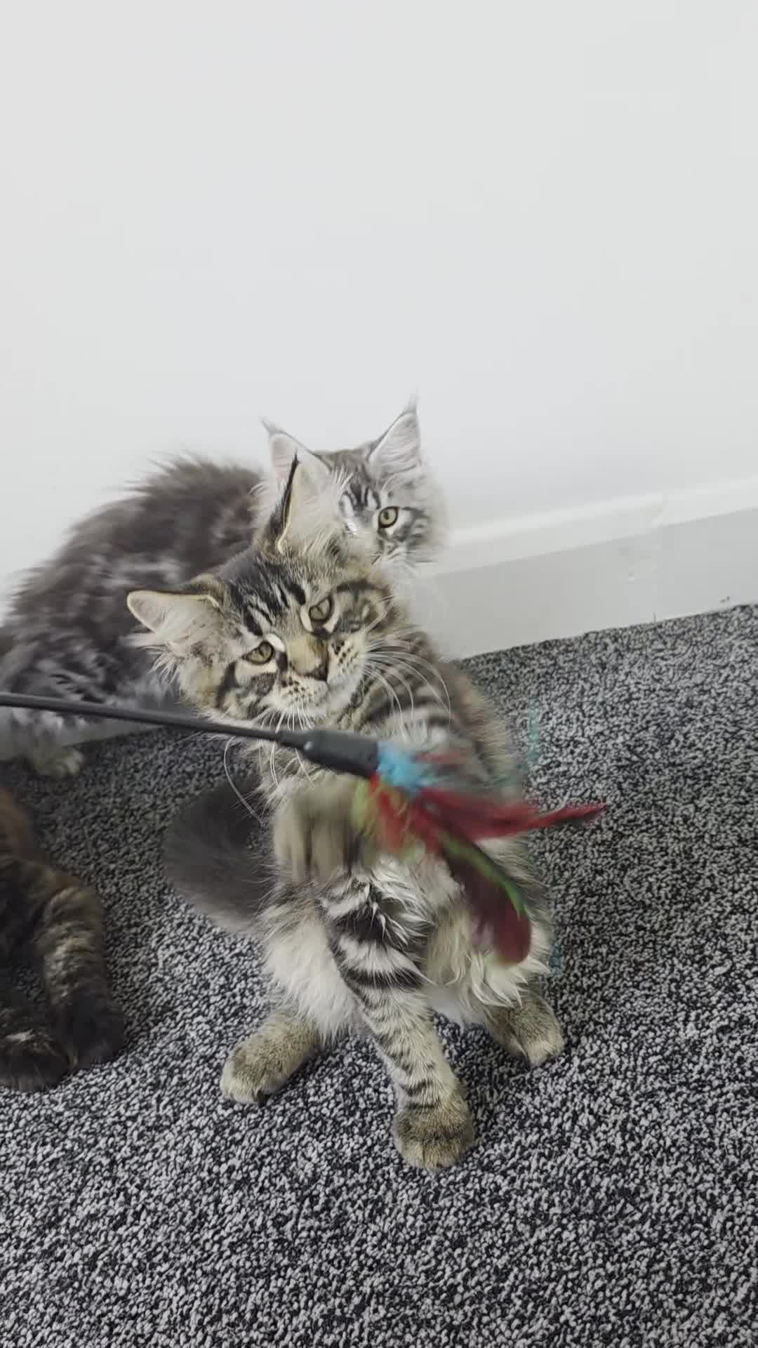 Maine Coon cats for sale: Maine coon pedigree kittens  - Video 2