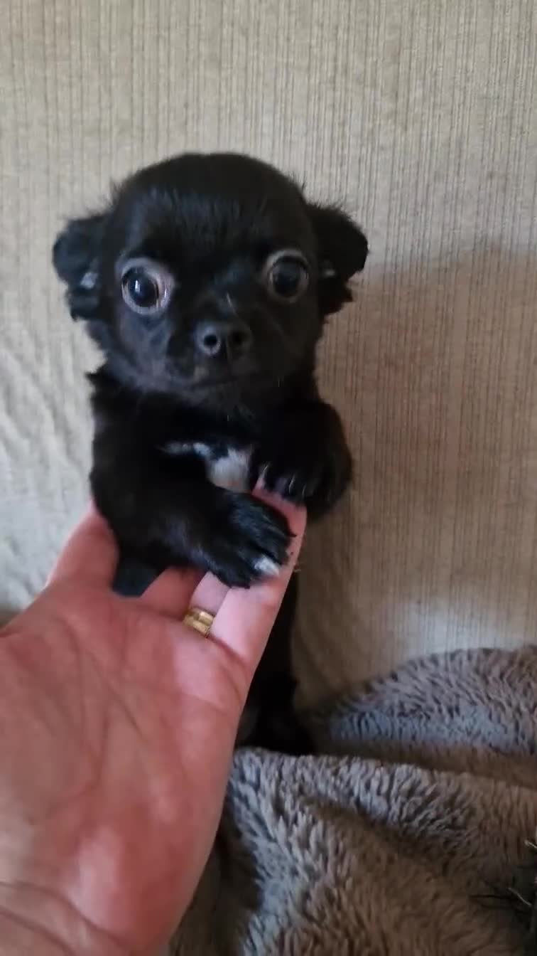 Chihuahua dogs for sale: REDUCED Chihuahua Puppies READY NOW - Video 4