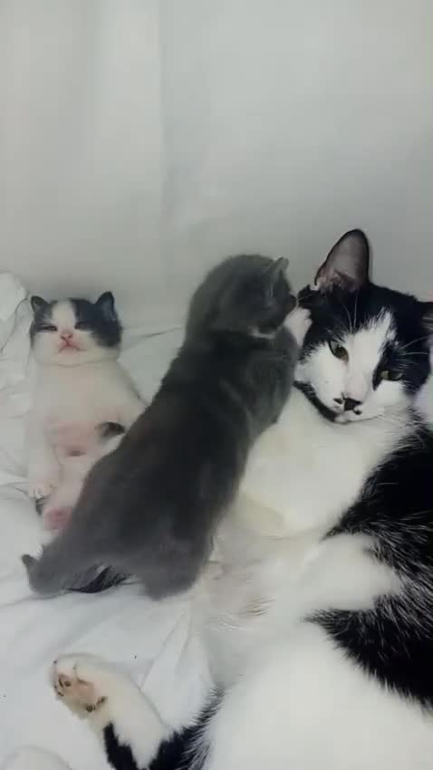 Mixed Breed cats for sale: 1 Male 1 Female Cat For Sale - Video 1