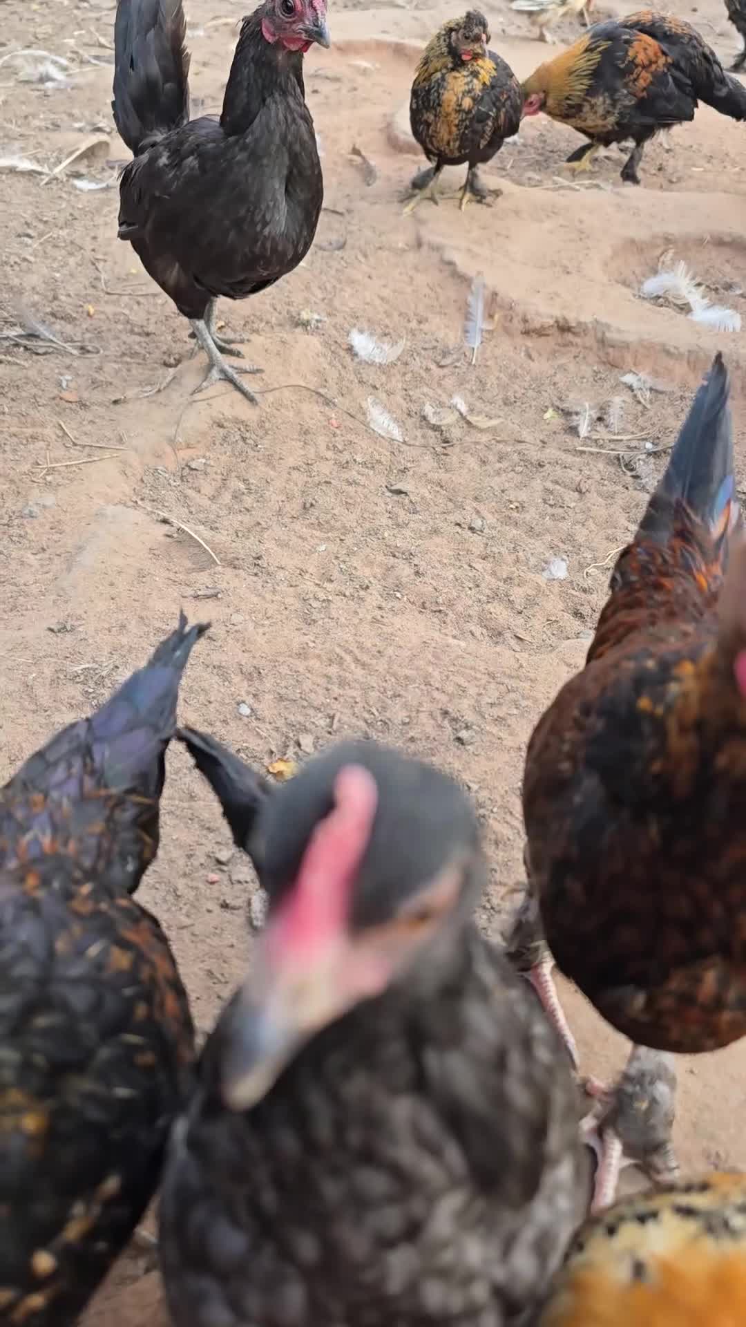 Chickens poultry for sale: 9 Small Bantam Hen's For Sale - Video 1