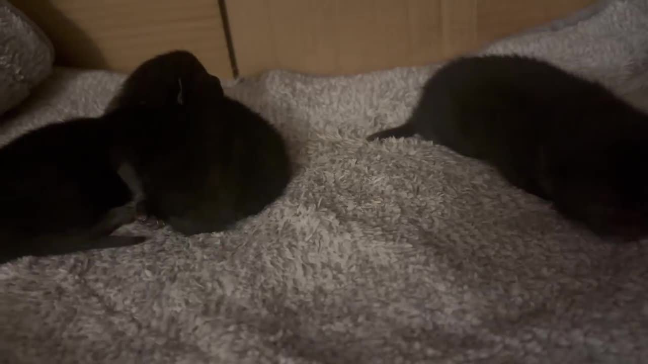 Mixed Breed cats for sale: Athena’s Babies  in Wirral - Video 1