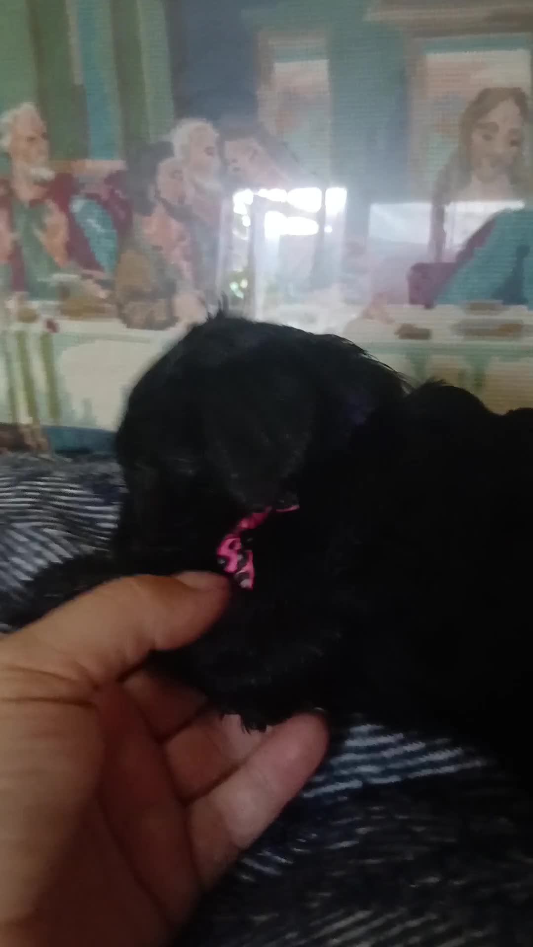 Mixed Breed dogs for sale: King Schnoodle Puppies ( Cavapoo/ Mini Schnauzer) in Brandon - Video 2
